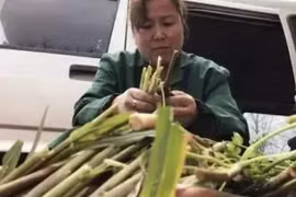 Phát tài nhờ hái “cỏ hoang” mọc đầy rừng