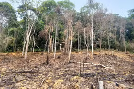 Đốt thực bì gây cháy rừng, người đàn ông bị phạt 90 triệu đồng