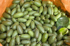 Nhót xanh đắt như ” tôm tươi”, bán hơn nửa triệu đồng/kg