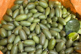 Nhót xanh đắt như ” tôm tươi”, bán hơn nửa triệu đồng/kg