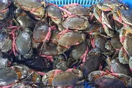 Vì sao Trung Quốc nhập nhiều cua, ốc của Việt Nam?