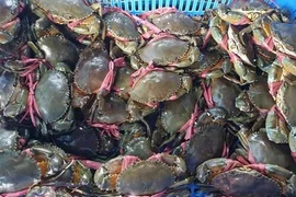 Vì sao Trung Quốc nhập nhiều cua, ốc của Việt Nam?