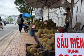 Thực hư sầu riêng 30.000 đồng/trái bán đầy vỉa hè TPHCM
