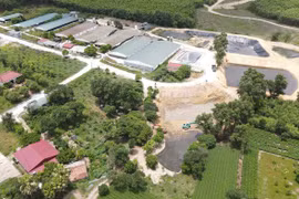 Gây ô nhiễm môi trường, một trại lợn bị phạt gần 300 triệu đồng