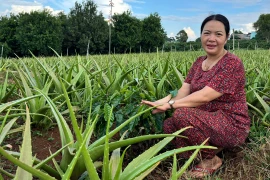 Thu nhập cao nhờ trồng cây nha đam