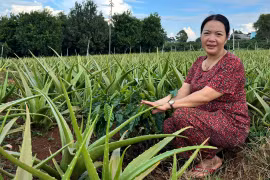 Thu nhập cao nhờ trồng cây nha đam