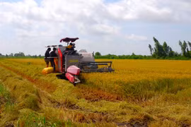 Giá lúa đột ngột tăng cao, nông dân tiếc nuối vì vừa nhận cọc