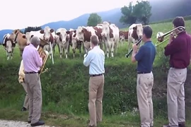 Bò mê mẩn nghe nhạc