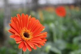 Hoa Tây Tựu “cháy” hàng trong ngày 8/3