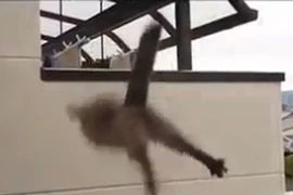 Mèo béo làm “siêu nhân gãy cánh“