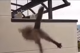 Mèo béo làm “siêu nhân gãy cánh“