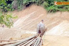 Sợ gặp nghi phạm thảm sát ở Yên Bái, dân không dám vào rẫy