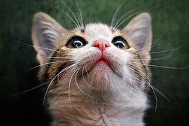 Mèo con “nghiêm túc” 