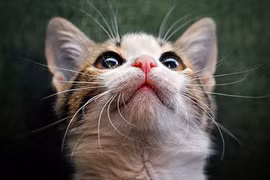 Mèo con “nghiêm túc” 