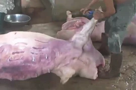 Mua lợn chết bốc mùi về xẻ thịt... đem đi bán