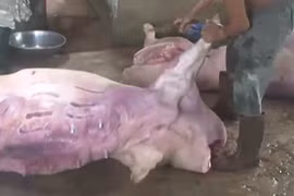 Mua lợn chết bốc mùi về xẻ thịt... đem đi bán