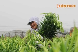 Hà Nội xao xuyến mùa hoa loa kèn