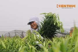 Hà Nội xao xuyến mùa hoa loa kèn