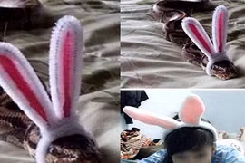 Ảnh cười Facebook: Rắn biến hình?