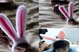 Ảnh cười Facebook: Rắn biến hình?