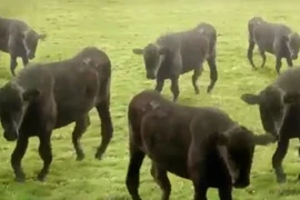 Những chú bò “bay” theo điệu nhạc