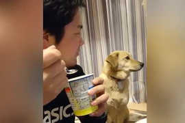 Chú chó thèm thuồng lén nhìn chủ ăn còn “sĩ diện hão”