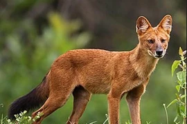 Tận mục 8 động vật vô giá của nhân loại 