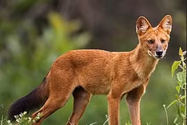 Tận mục 8 động vật vô giá của nhân loại 