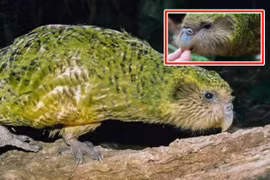 Kỳ lạ loài chim ngốc nghếch nhất thế giới 