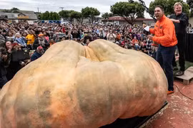 Xem quả bí ngô to nhất nhất thế giới