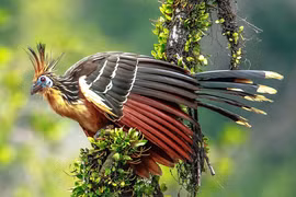 Ngắm loài chim duy nhất có móng vuốt ở cánh ngỡ khủng long tiền sử 