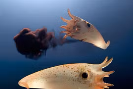 Xem 'mực ma cà rồng' ẩn sâu dưới đáy đại dương