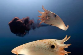 Xem 'mực ma cà rồng' ẩn sâu dưới đáy đại dương