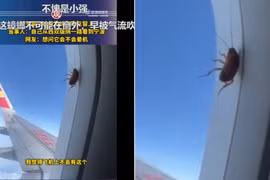 Chú gián 'bất tử' bò trên cửa sổ máy bay ở độ cao 10.000m gây bão mạng