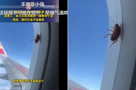 Chú gián 'bất tử' bò trên cửa sổ máy bay ở độ cao 10.000m gây bão mạng