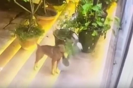 Phát hiện kẻ trộm chậu hoa trước nhà, gia chủ cười 'rớt hàm'