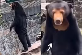 Nghi vấn vườn thú cho người đóng giả gấu