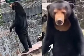 Nghi vấn vườn thú cho người đóng giả gấu