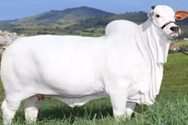 Bò trắng khổng lồ có giá hơn trăm tỷ mỗi con 