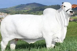 Bò trắng khổng lồ có giá hơn trăm tỷ mỗi con 