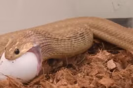 Xem loài rắn tham ăn nuốt cả con mồi to gấp đôi mình 