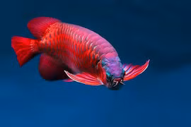 Vẻ đẹp ấn tượng của loài cá đắt bậc nhất thế giới