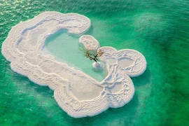 Kỳ lạ cây đơn độc mọc trên đảo muối giữa Biển Chết