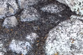 Mưa sâu róm ở Thổ Nhĩ Kỳ sau thảm họa động đất