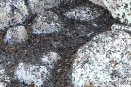 Mưa sâu róm ở Thổ Nhĩ Kỳ sau thảm họa động đất