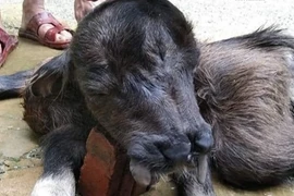 Kỳ lạ nghé con mới đẻ có 8 chân, 2 miệng và 3 mắt