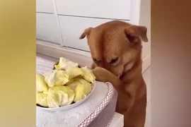 Cười ngất xem chú chó bịt mũi, nhăn mặt khi ngửi sầu riêng