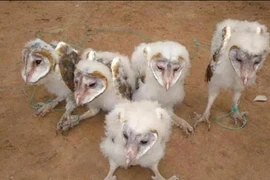 Các loài thú được phát hiện ở Việt Nam gây ám ảnh