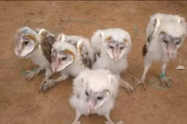 Các loài thú được phát hiện ở Việt Nam gây ám ảnh