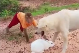 Xem khỉ cố bảo vệ thỏ con khỏi nanh vuốt của chó